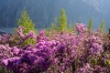 � ����������� ������ ����������� ��������