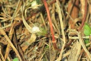 Начало цветения ветреницы алтайской отмечено в Алтайском заповеднике