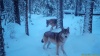 Популяция волка на «Красноярских Столбах» восстанавливается