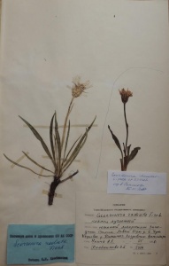     Index Herbarium