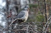 В «Шушенском бору» сфотографировали редкого лесного голубя – вяхиря