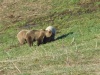 В Катунском заповеднике завершился учет медведя