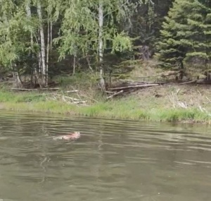 ������ ���� ����� ����