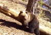 В Алтайском заповеднике проснулись первые медведи