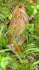 В национальном парке «Шушенский бор» сфотографировали детенышей косули сибирской