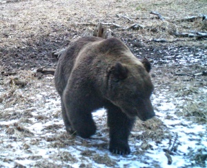 В Алтайском заповеднике проснулись первые медведи