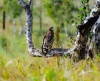 На «Саратовском болоте» сфотографировали краснокнижных птиц