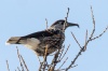 О «пернатом лесоводе» Саяно-Шушенского заповедника в Международный день птиц